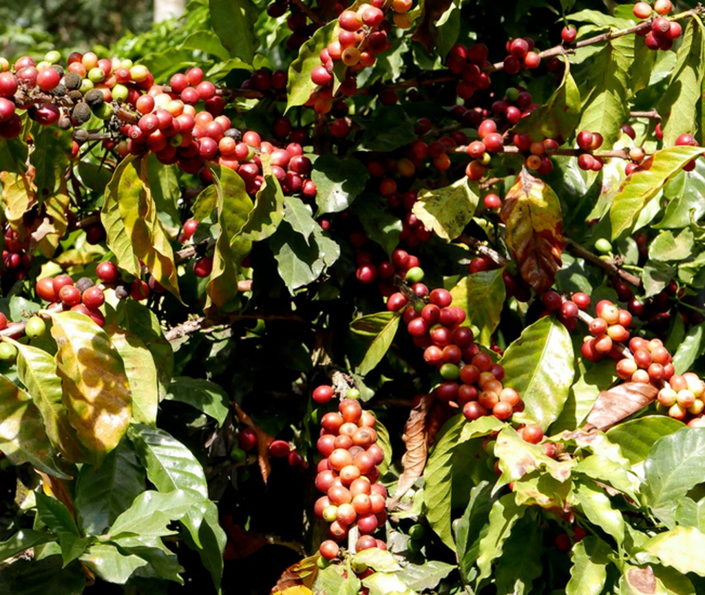 Café Arabica - Honduras