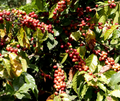 Café Arabica - Honduras