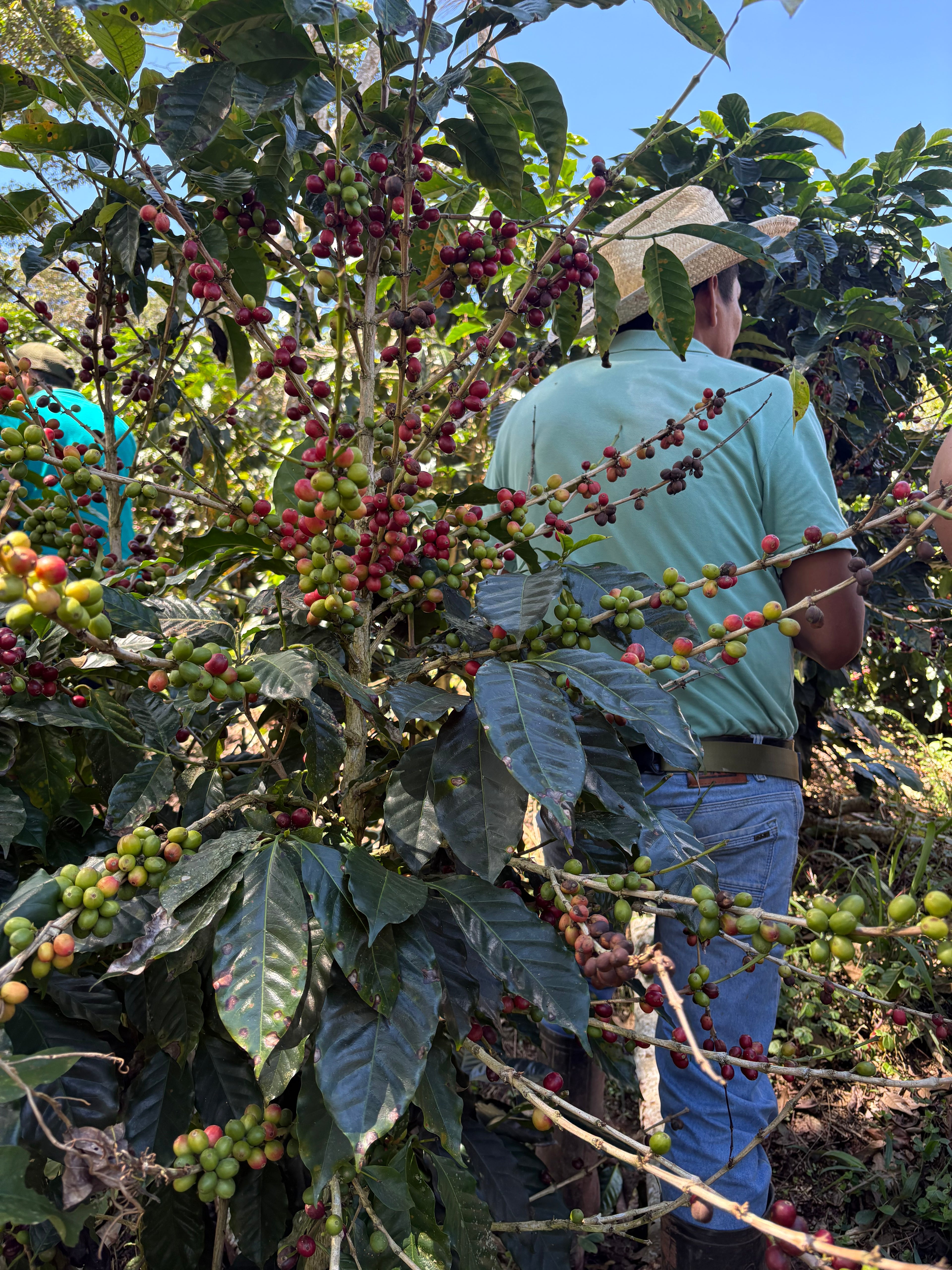 Café Arabica - Colombie